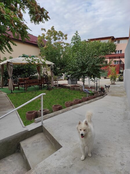 Dristor, vila-restaurant de lux, super solara, cu lift, piscina si crama